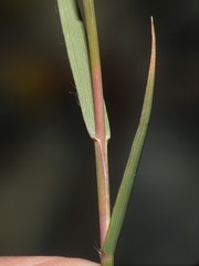 Distichlis spicata stricta