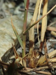 Distichlis spicata stricta