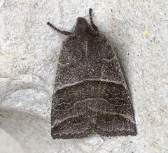 Eupsilia devia