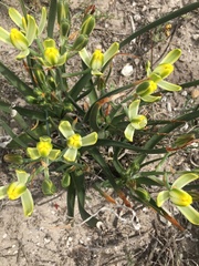 Albuca tortuosa