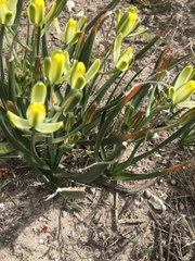Albuca tortuosa
