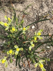 Albuca tortuosa