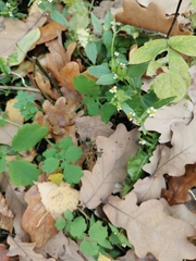 Galinsoga quadriradiata