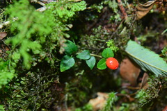Mitchella undulata