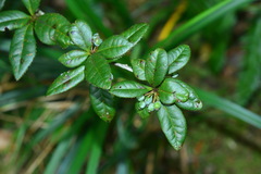 Berberis schaaliae