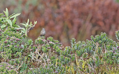 Chalcostigma stanleyi