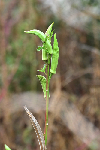 Okra