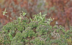 Chalcostigma stanleyi