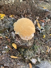 Fungi
