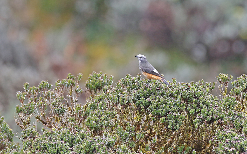 Red-rumped Bush-tyrant