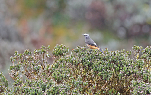 Red-rumped Bush-tyrant