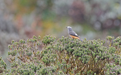 Red-Rumped Bush Tyrant photo 2