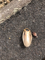 Blaberus parabolicus