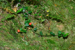 Mitchella undulata
