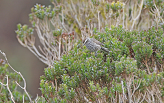 Leptasthenura andicola