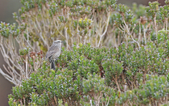 Leptasthenura andicola