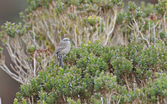 Leptasthenura andicola