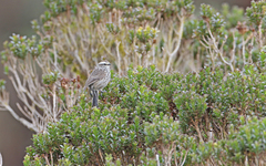 Leptasthenura andicola