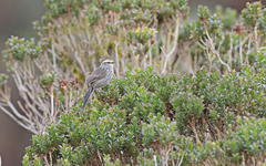 Leptasthenura andicola