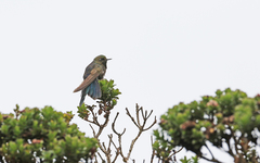 Chalcostigma stanleyi