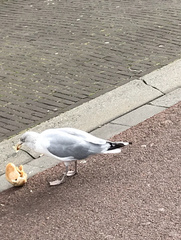 Larus argentatus