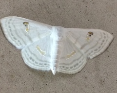 Problepsis digammata