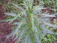 Senecio polyanthemoides