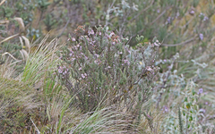 Diplostephium hartwegii