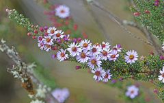 Diplostephium hartwegii