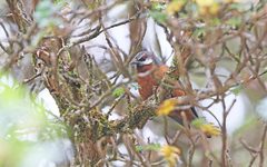 Conirostrum binghami