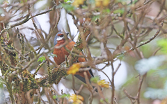 Conirostrum binghami