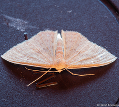 Scopula irrorata