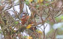 Conirostrum binghami