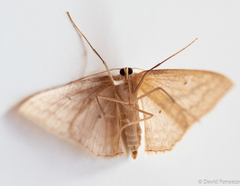 Scopula irrorata