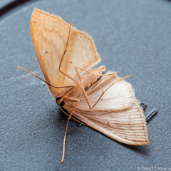 Scopula irrorata