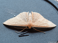 Scopula irrorata