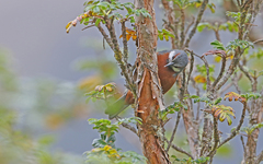 Conirostrum binghami