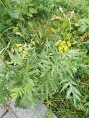 Tanacetum vulgare