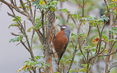 Conirostrum binghami