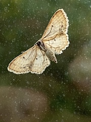 Idaea dimidiata