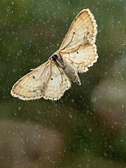 Idaea dimidiata
