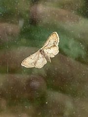 Idaea dimidiata