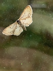 Idaea dimidiata