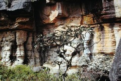 Crepinella chimantensis