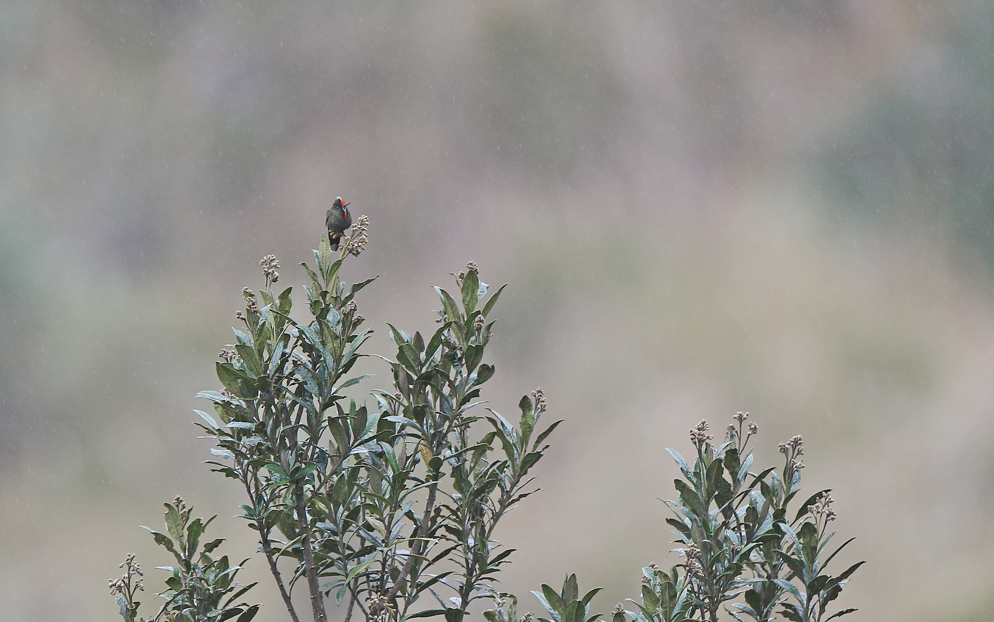 Rainbow-bearded Thornbill illustration