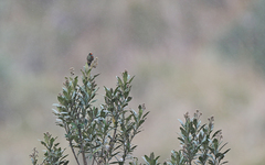 Chalcostigma herrani