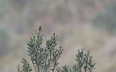 Chalcostigma herrani