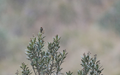 Chalcostigma herrani