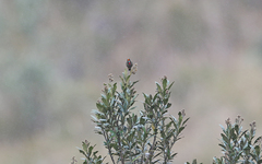 Chalcostigma herrani