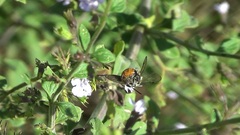 Andrena